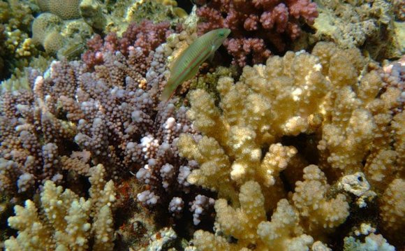 Коралловый риф в Красном море